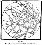 Fig. 32. Crystals of Berberine