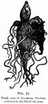 Fig. 71. Root of Aconitum Fischeri
