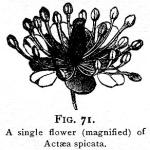 Fig. 71. A single flower of Actaea spicata.