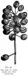 Fig. 76. The fruit of Actaea spicata var. rubra.