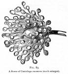 Fig. 83. A flower of Cimicifuga racemosa.