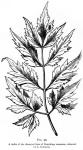 Fig. 90. A leaflet of the dissected form