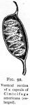 Fig. 92. Vertical section of a capsule of Cimicifu...