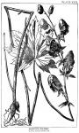 Plate 17. Aconitum fischeri.