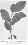 Bild n:o 19. Brakved, Sprakhägg. Rhamnus frangula L.