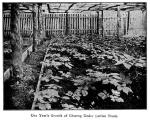 Fig. 23. One Year-s Growth of Ginseng Under Lattic...