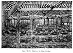 Fig. 38. Some Thrifty Plants - an Ohio Garden.