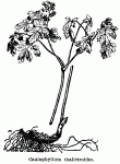 Fig. 62. Caulophyllum thalictroides.