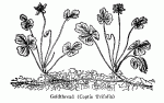 Fig. 70. Goldthread (Coptis trifolia).
