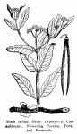 Fig. 73. Black Indian Hemp (Apocynum cannabinum)