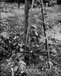 Fig. 75. Dioscorea.