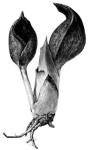 Fig. 76. Symplocarpus.