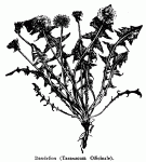 Fig. 82. Dandelion (Taraxacum Officinale).
