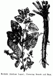 Fig. 84. Burdock (Arctium Lappa)