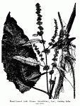 Fig. 86. Broad-Leaved Dock (Rumex Obtusifolius)