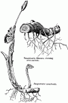 Fig. 94. Sanguinaria canadensis.