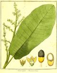 Vol. 01. Bild 01. Semecarpus anacardium.