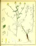 Vol. 01. Bild 05. Anthemis arvensis 2.