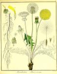 Vol. 02. Bild 04. Leontodon taraxacum.