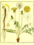 Vol. 02. Bild 04. Leontodon taraxacum.