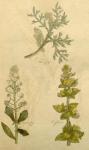 Plate 13.