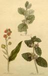 Plate 28.