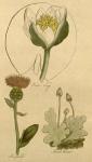 Plate 31.