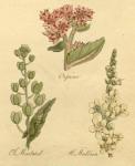 Plate 37.