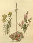 Plate 40.
