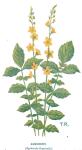 Agrimony