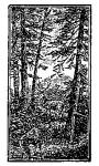 Forest (BW)