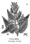 Nettle (BW)