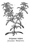Rosemary (BW)