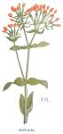 Centaury