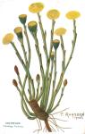 Coltsfoot