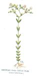 Mountain flax