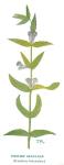 Skullcap