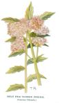 Valerian