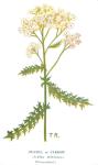 Wood Sage