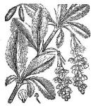 Barberry.