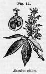 Fig. 11. Aesculus glabra.