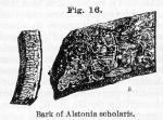 Fig. 16. Bark of Alstonia scholaris.