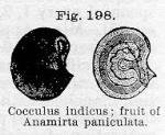 Fig. 198. Cocculus indicus.