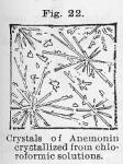 Fig. 22. Crystals of Anemonin