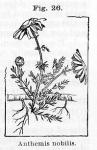 Fig. 26. Anthemis nobilis.