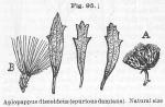 Fig. 95. Aplopappus discoideus (spurious damiana).