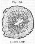 Fig. 156. Arctium Lappa.