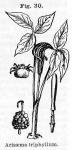 Fig. 30. Arisaema triphyllum.