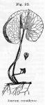 Fig. 32. Asarum canadense.