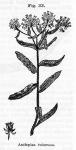 Fig. 33. Asclepias tuberosa.